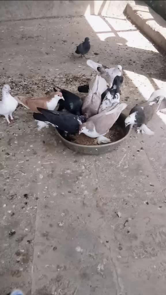 @S Bhisti