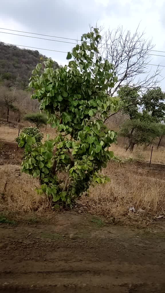 @Bhagirath Harwal