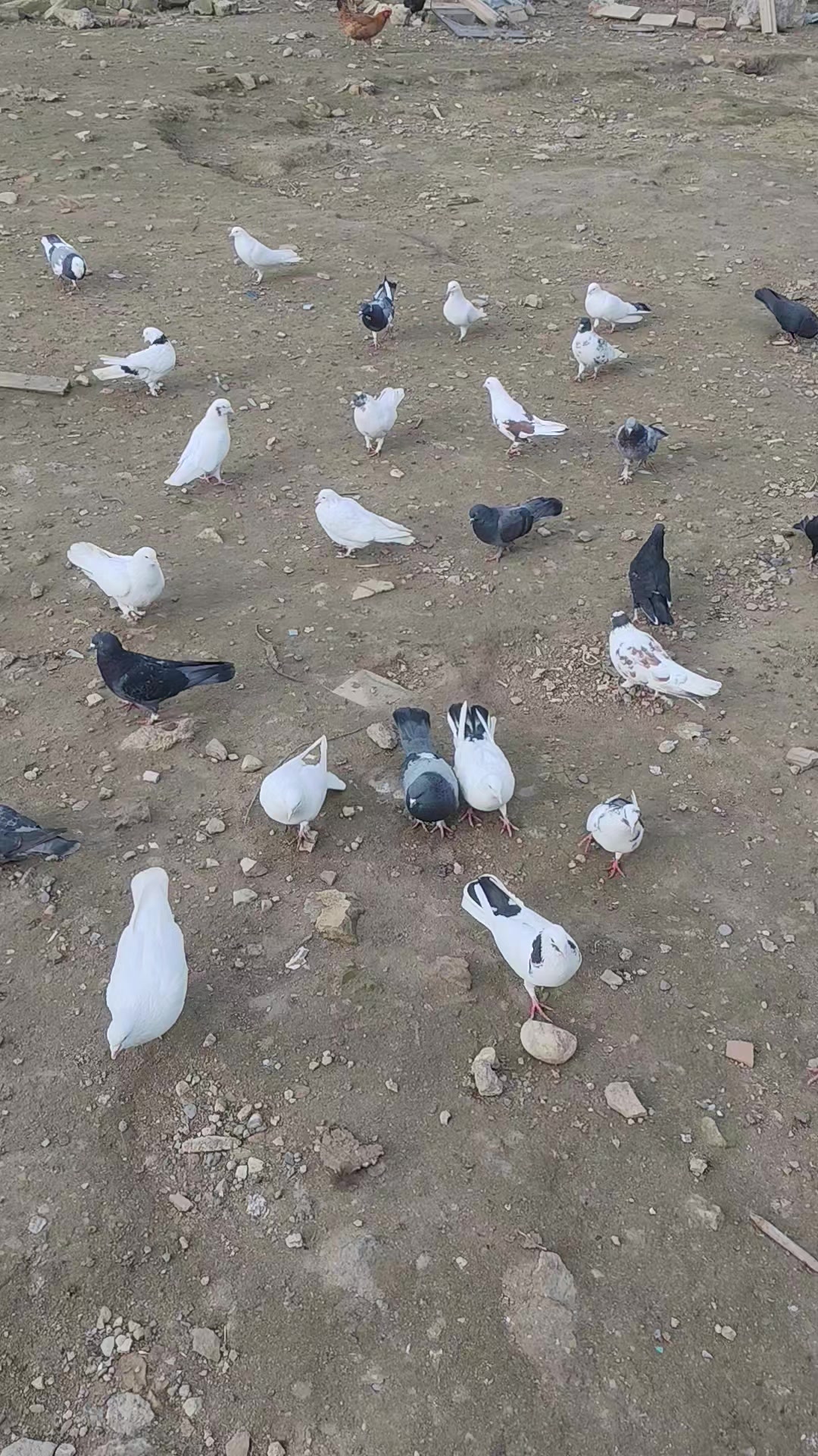 @𖤓𝐍𝐔𝐑𝐋𝐀𝐍𖤓&sup3;&sup3;