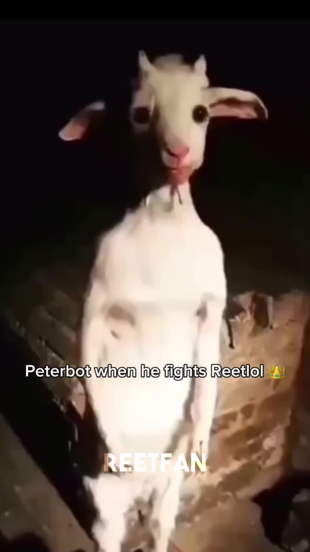 @ReetFan🏆