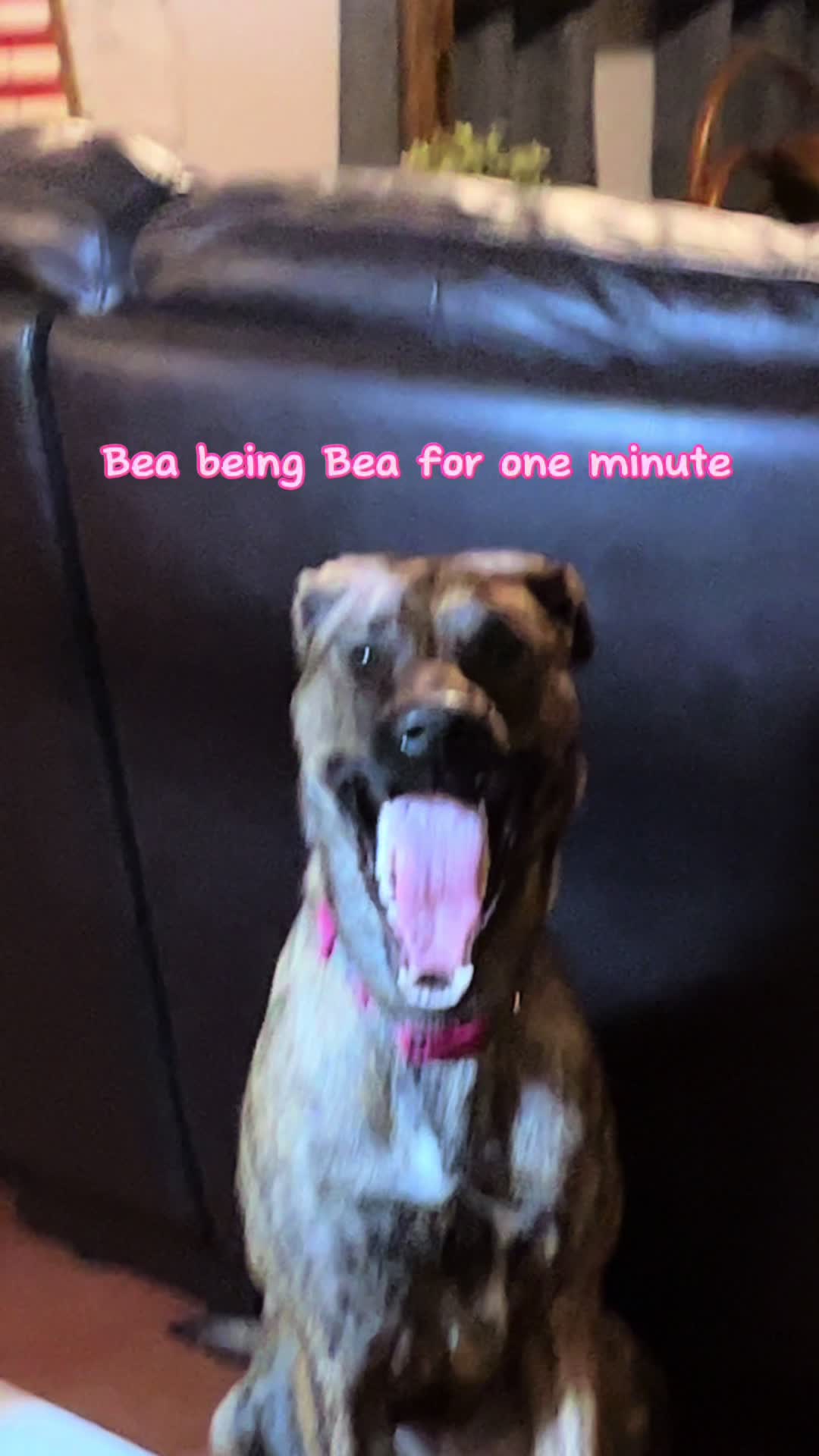 @Bea