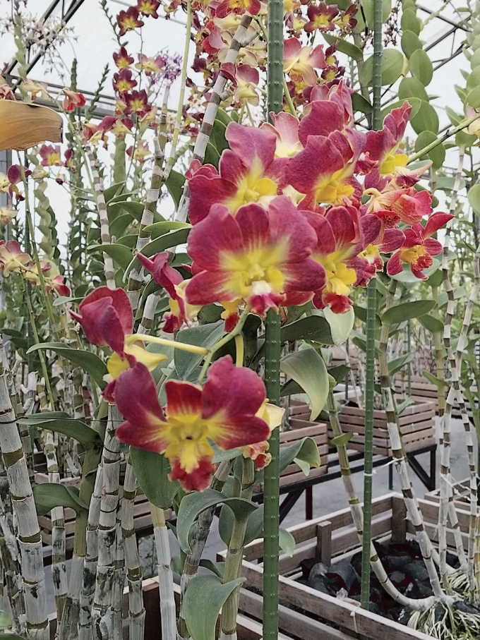 @Bani Orchid