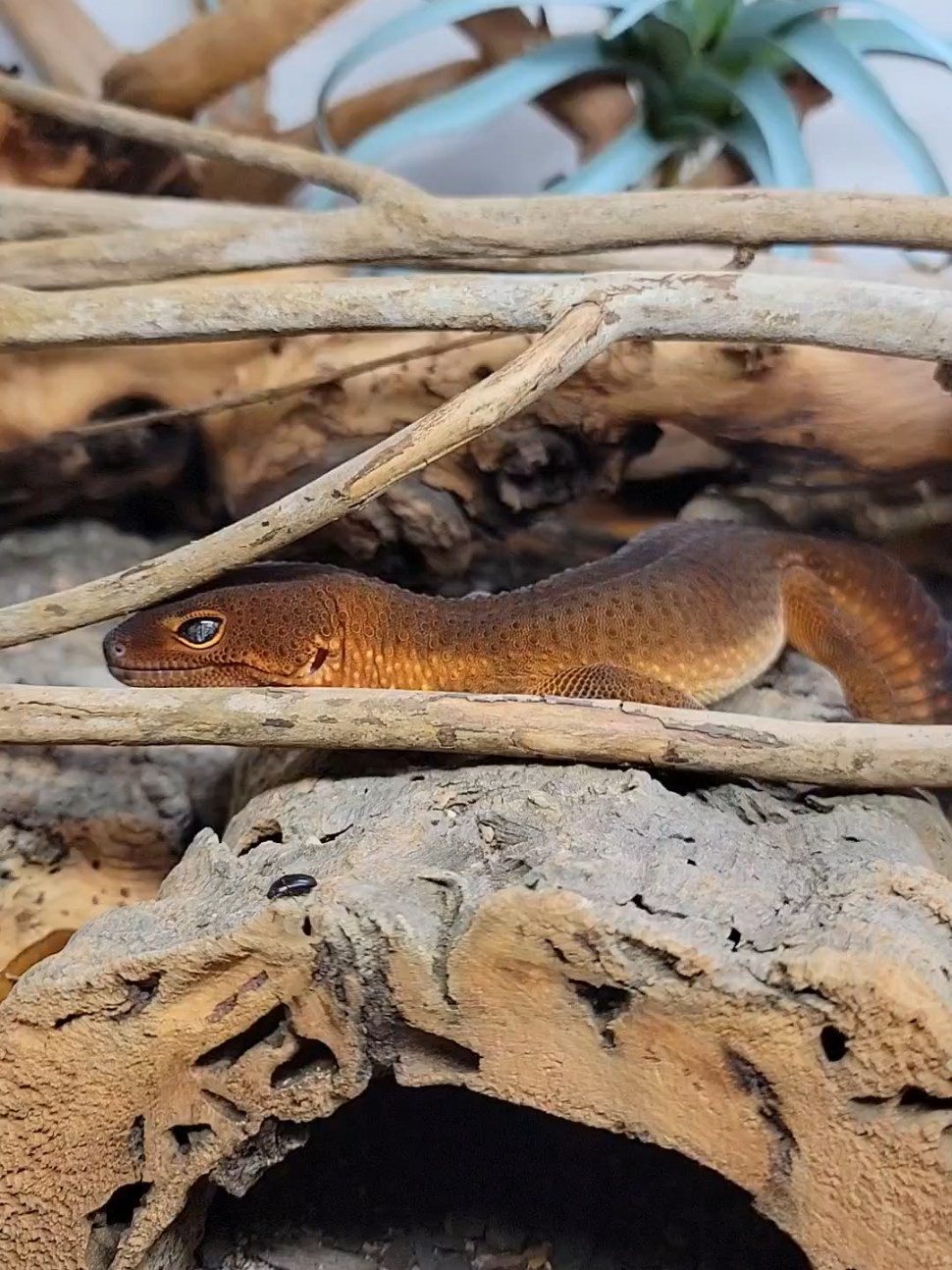@bobaboa