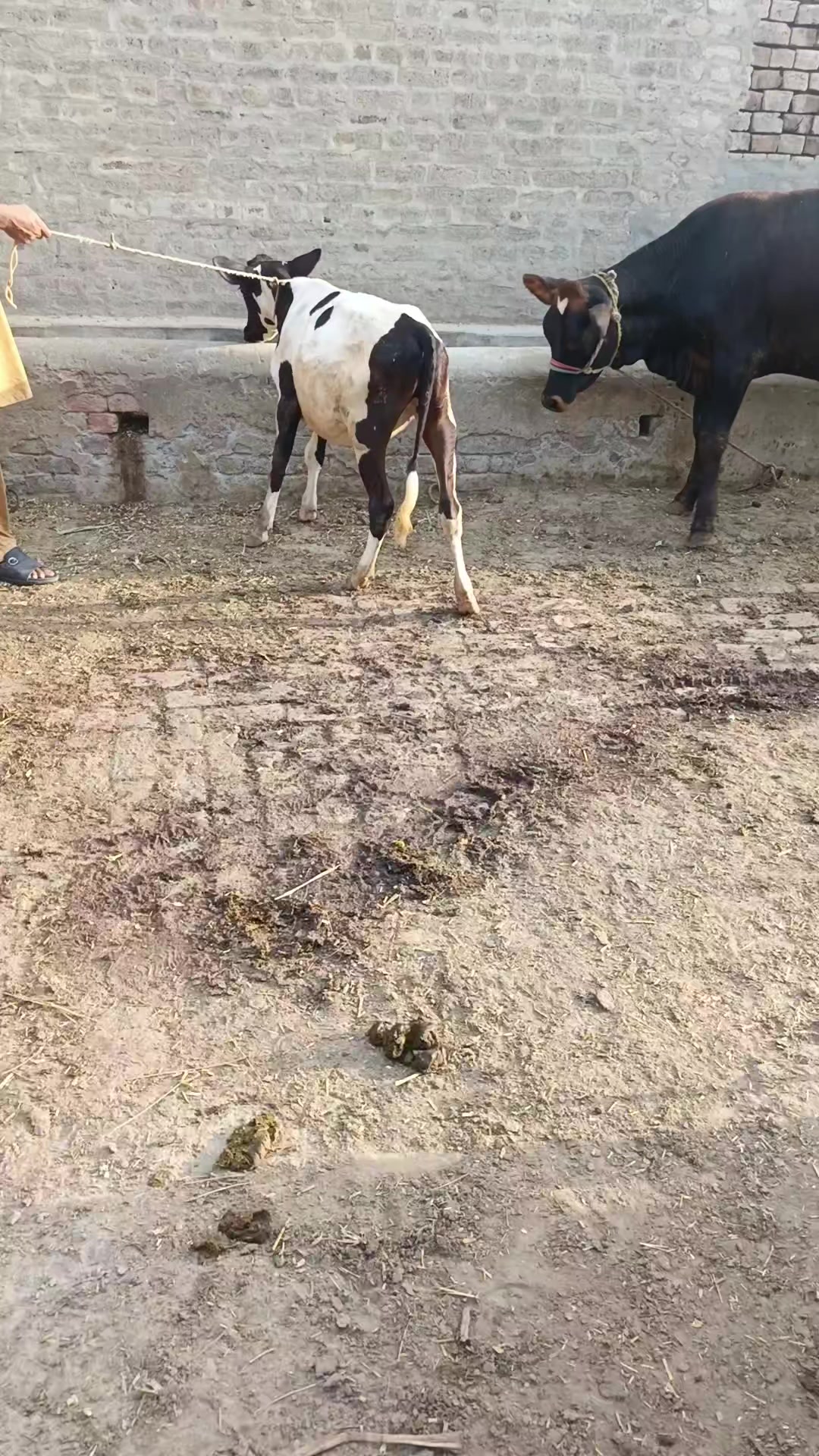@Usmandairyfarmlayyah