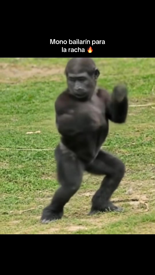 @RabPesito 🔥