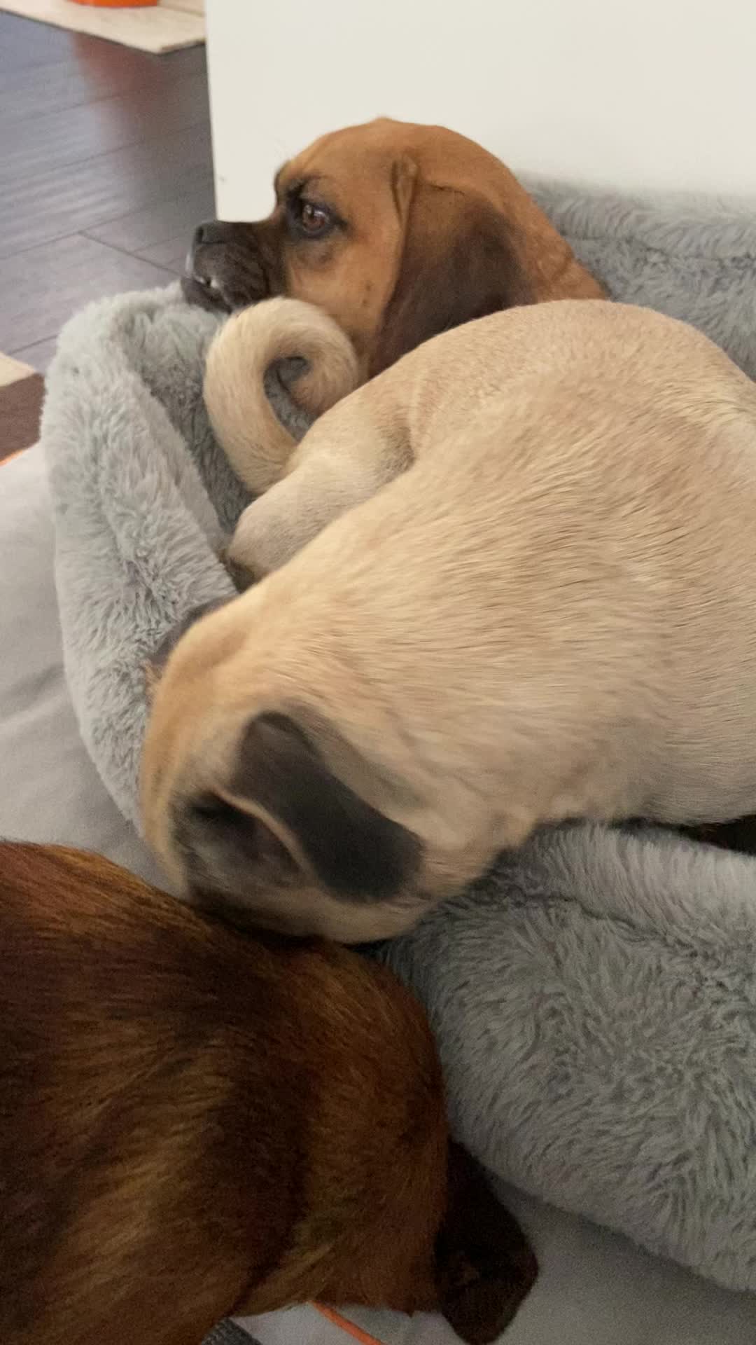 @thedoguepile