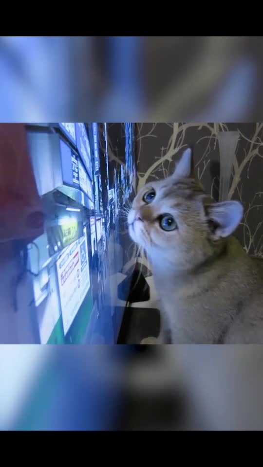 @Simba cat