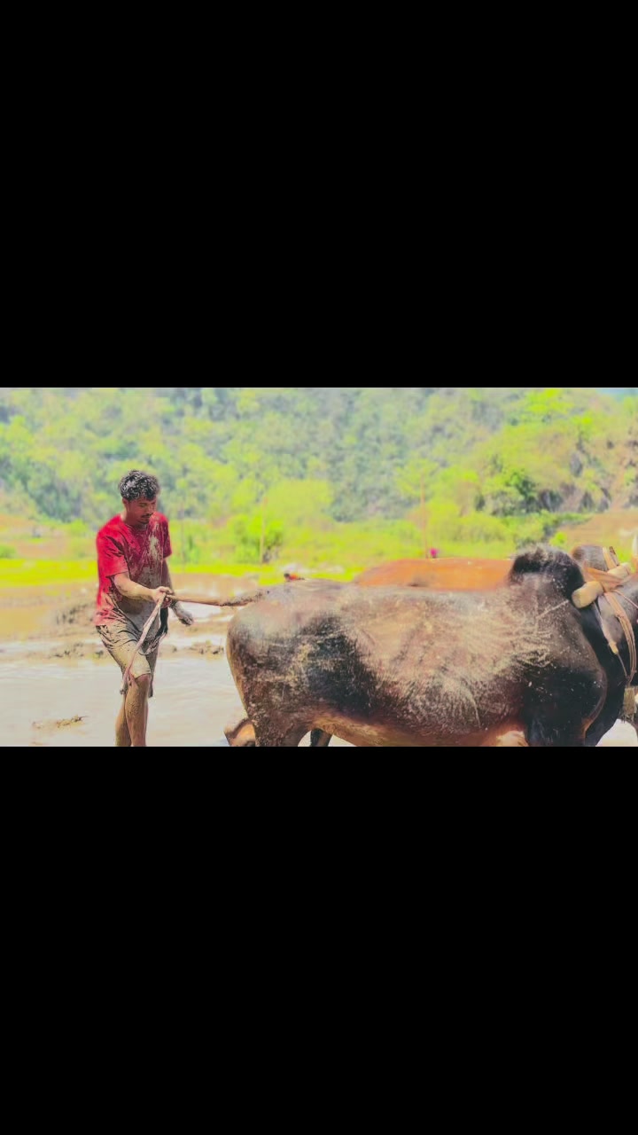 @भो जू 