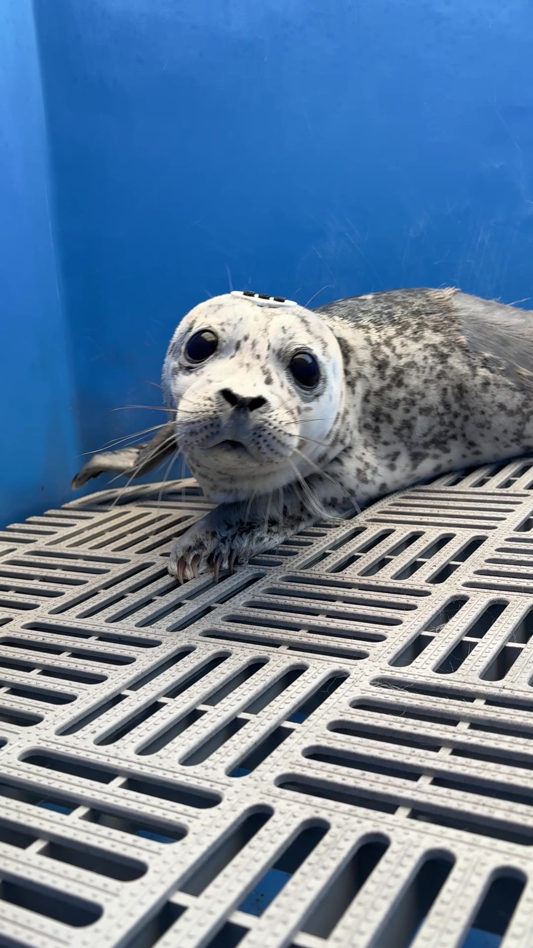 @Marine Mammal Rescue Society
