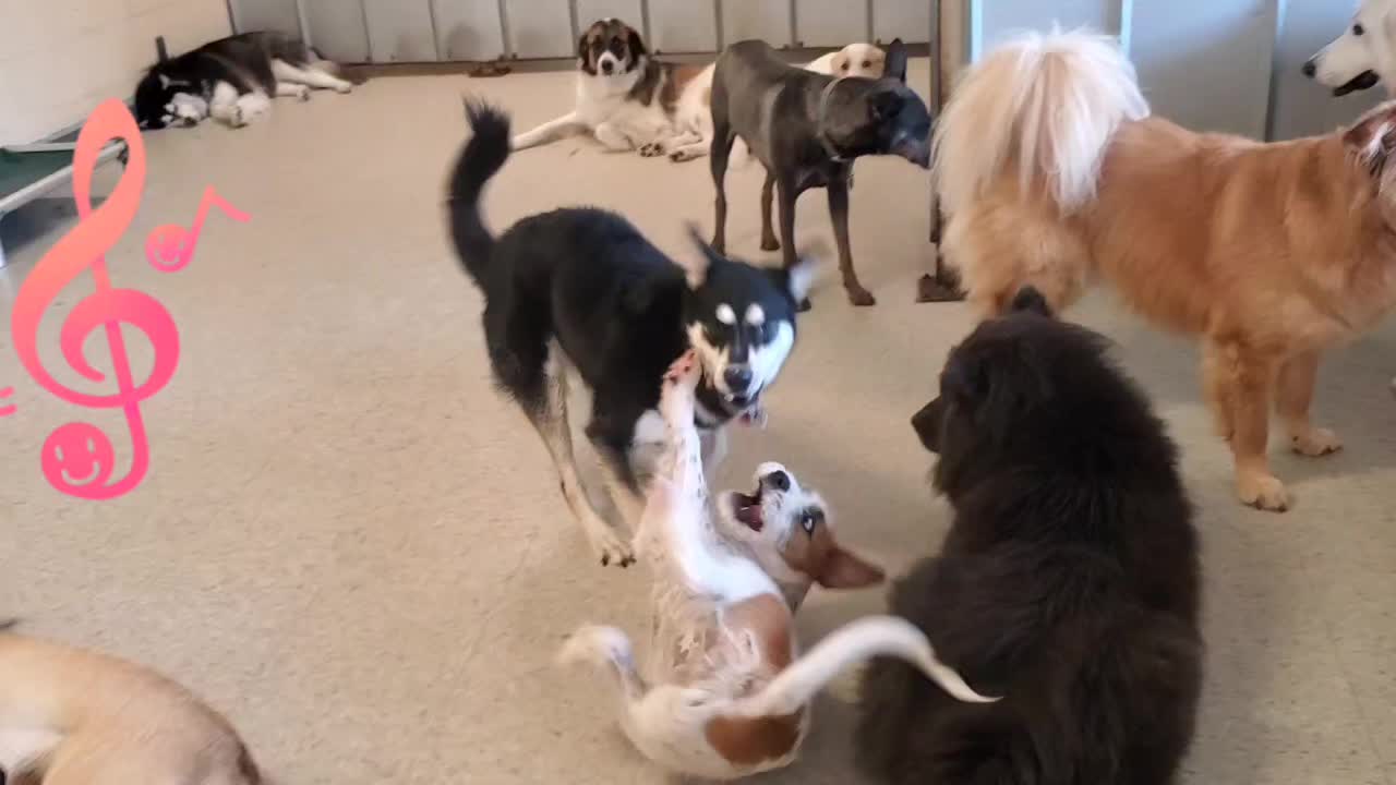 @Wickeddoghandler