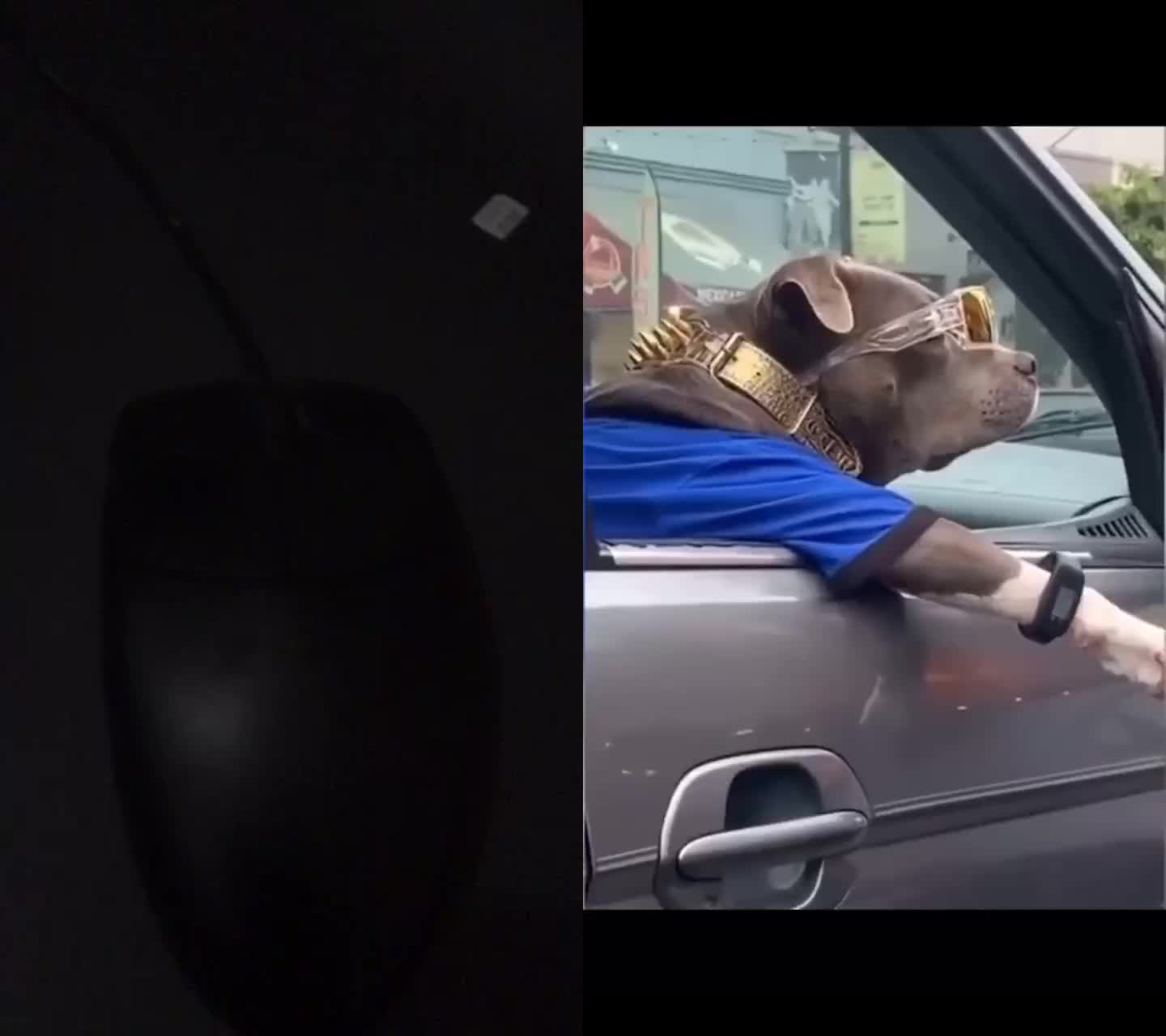 @dogtraining000
