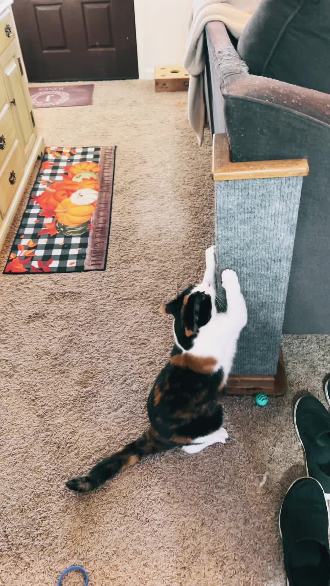 @Catmomming