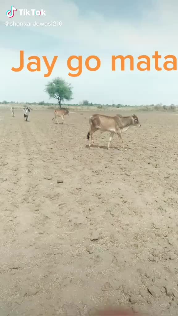 @bhavesh dewasi 210