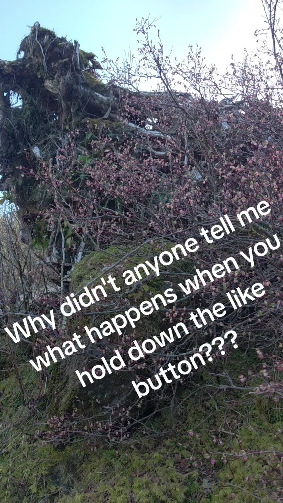 @amber walters