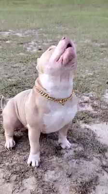 @Flextimebullyz