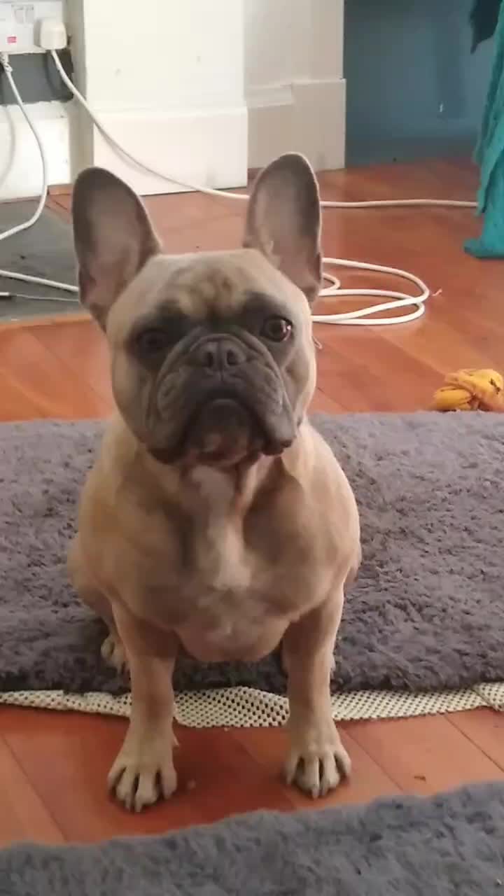 @MaggietheAdventureFrenchie