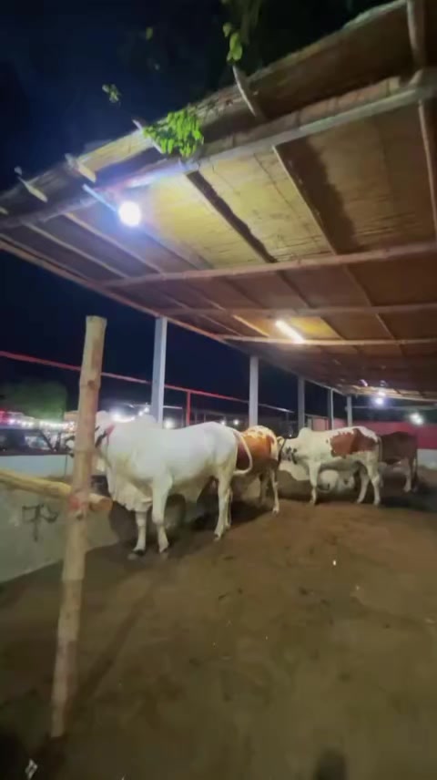 @𝙌𝙐𝙍𝙀𝙎𝙃𝙄🔥𝘾𝘼𝙏𝙏𝙇𝙀