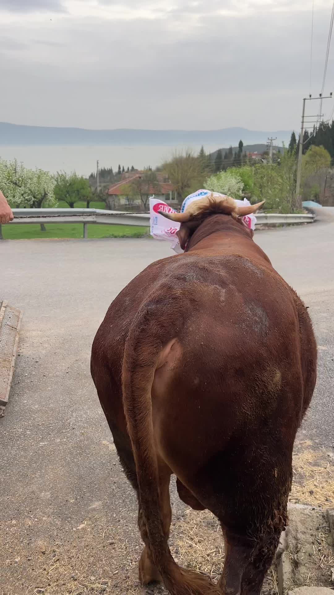 @Mert Altın