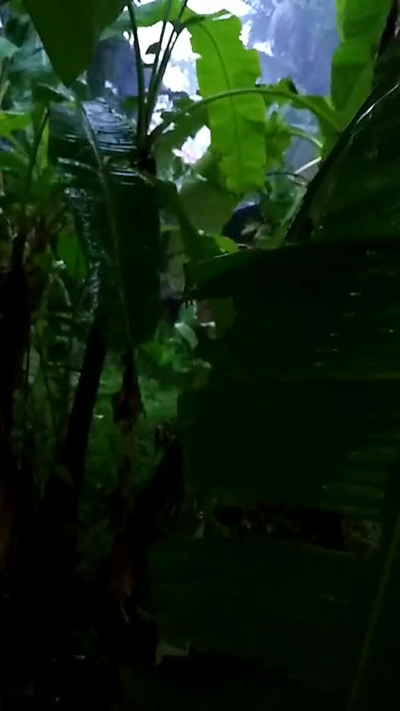 @kuttuss