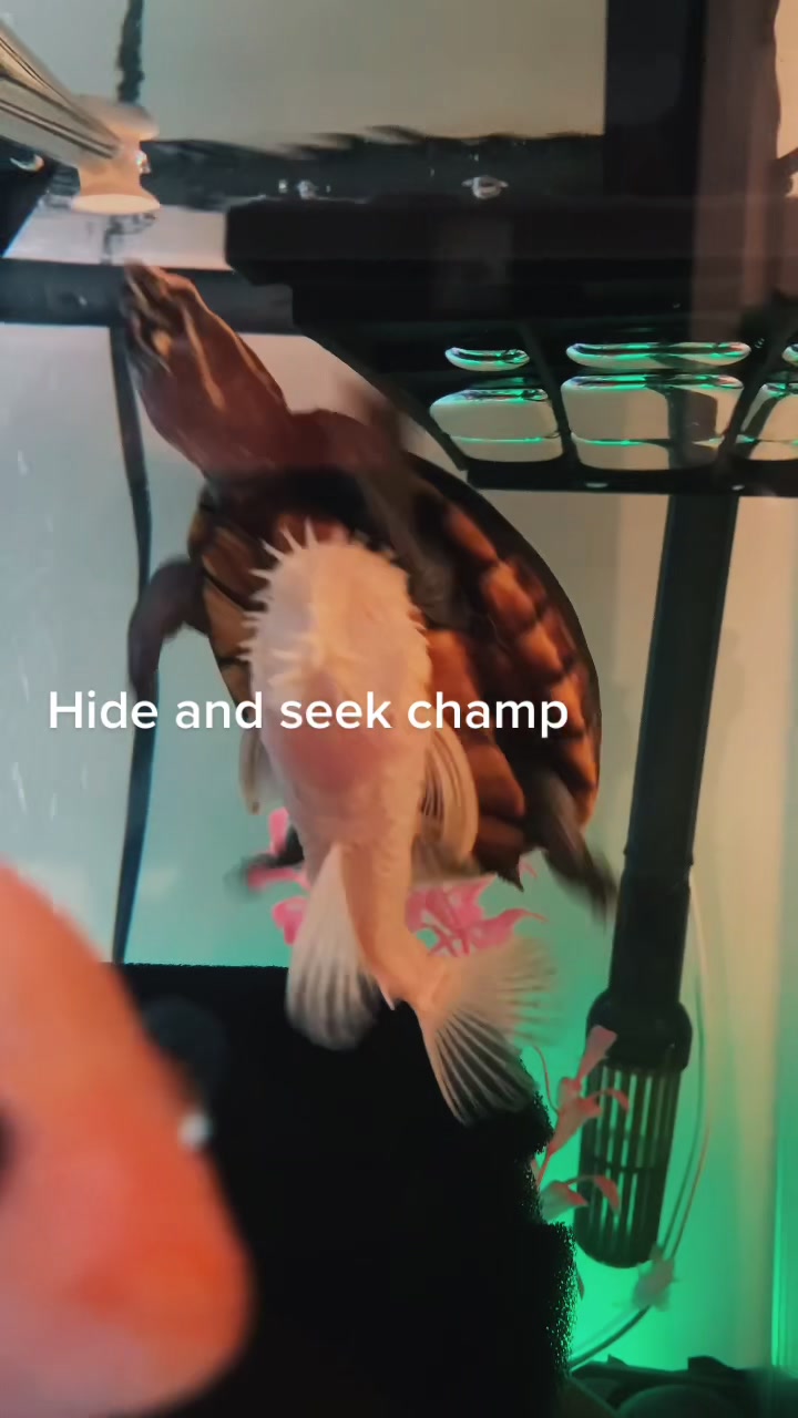 @lil t