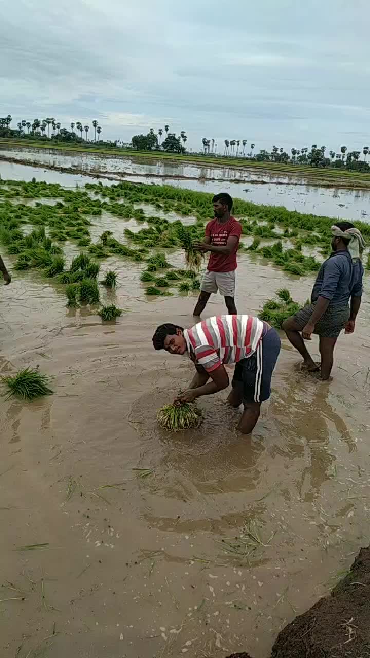 @Rayavarapu Subbu