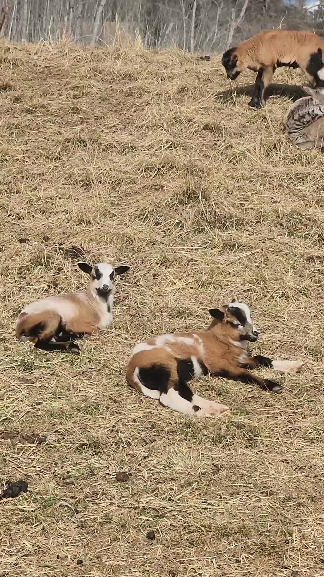 @MistythevLlamahowtos