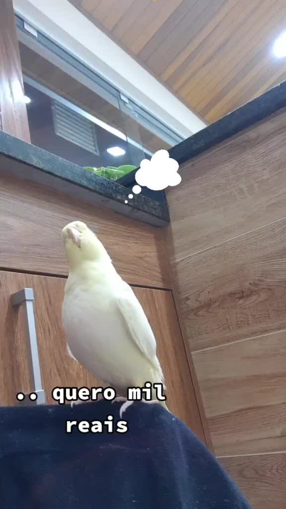 @NarutoCalopsita_Pets