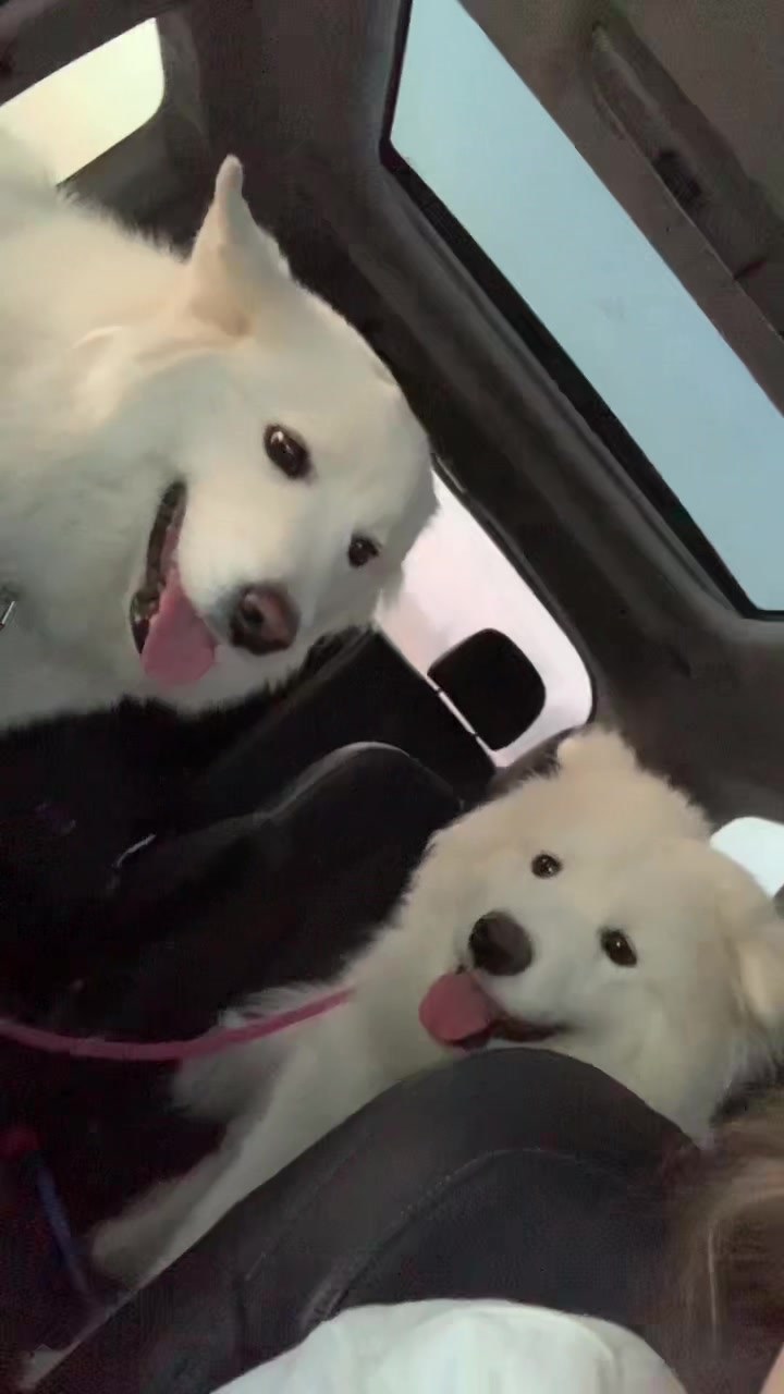@TheStoner&rsquo;s_Samoyedsfamily