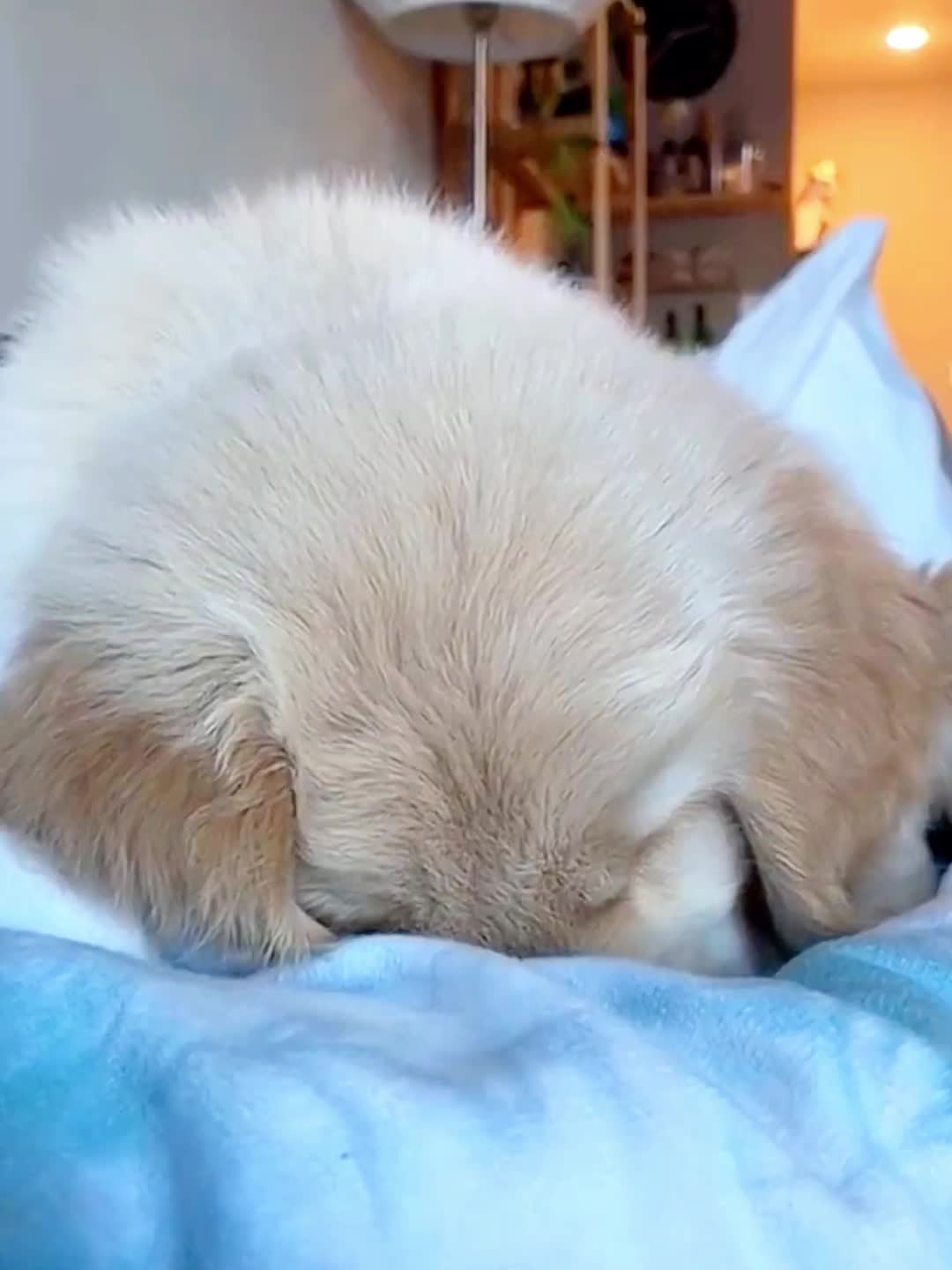 @doepetsupplies