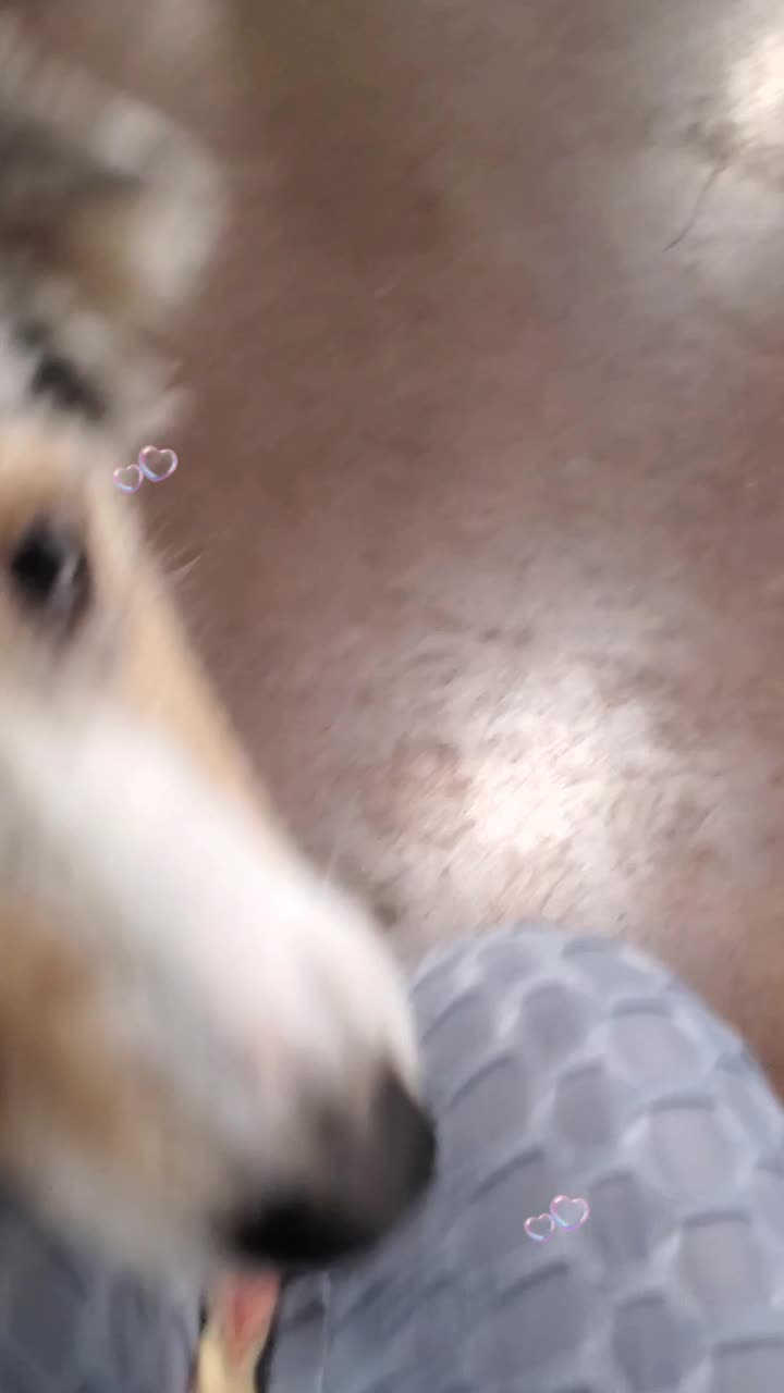 @Wickeddoghandler