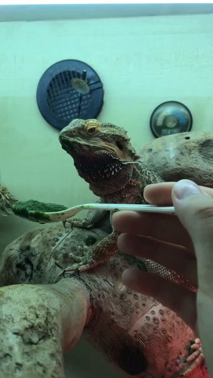 @Mango 🦎🦎