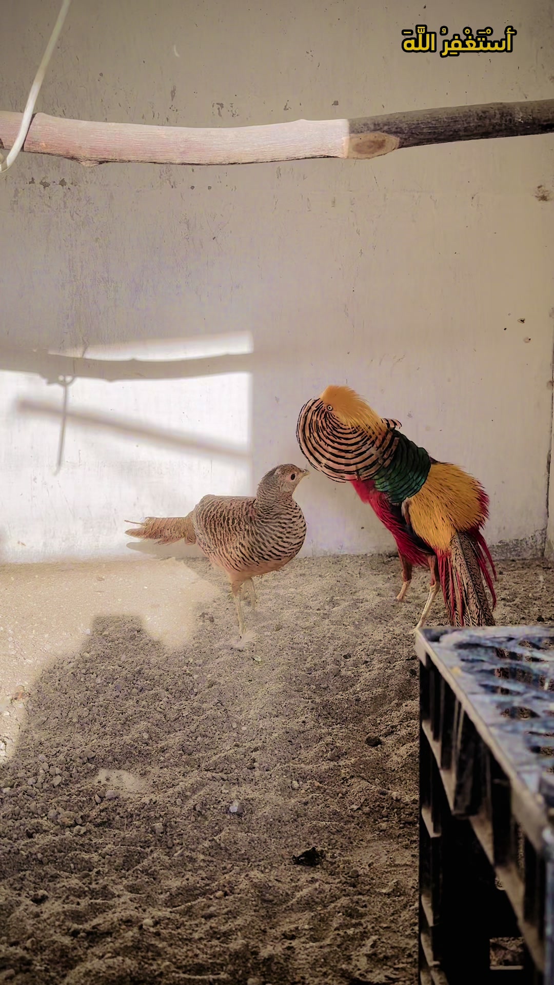 @Bird's Aviaries