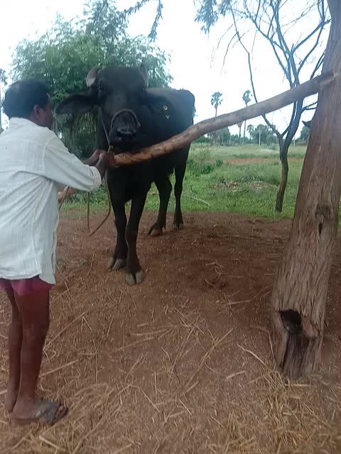 @Shivaraj Uradi