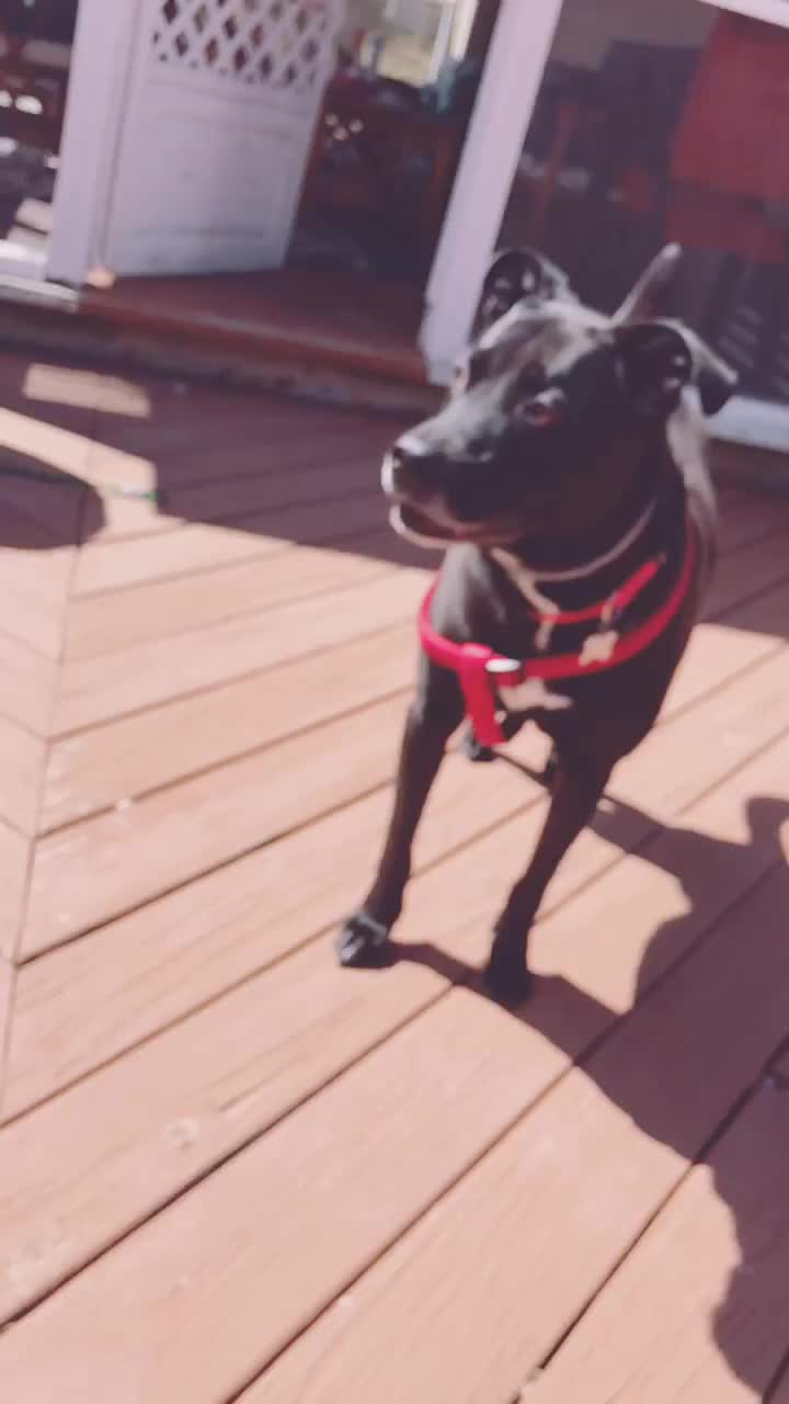 @Cöäl🐶