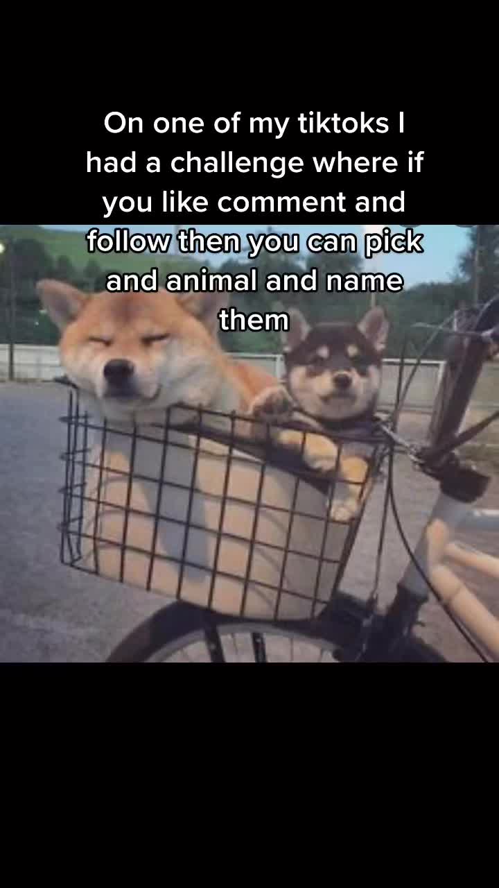 @Cute pet names