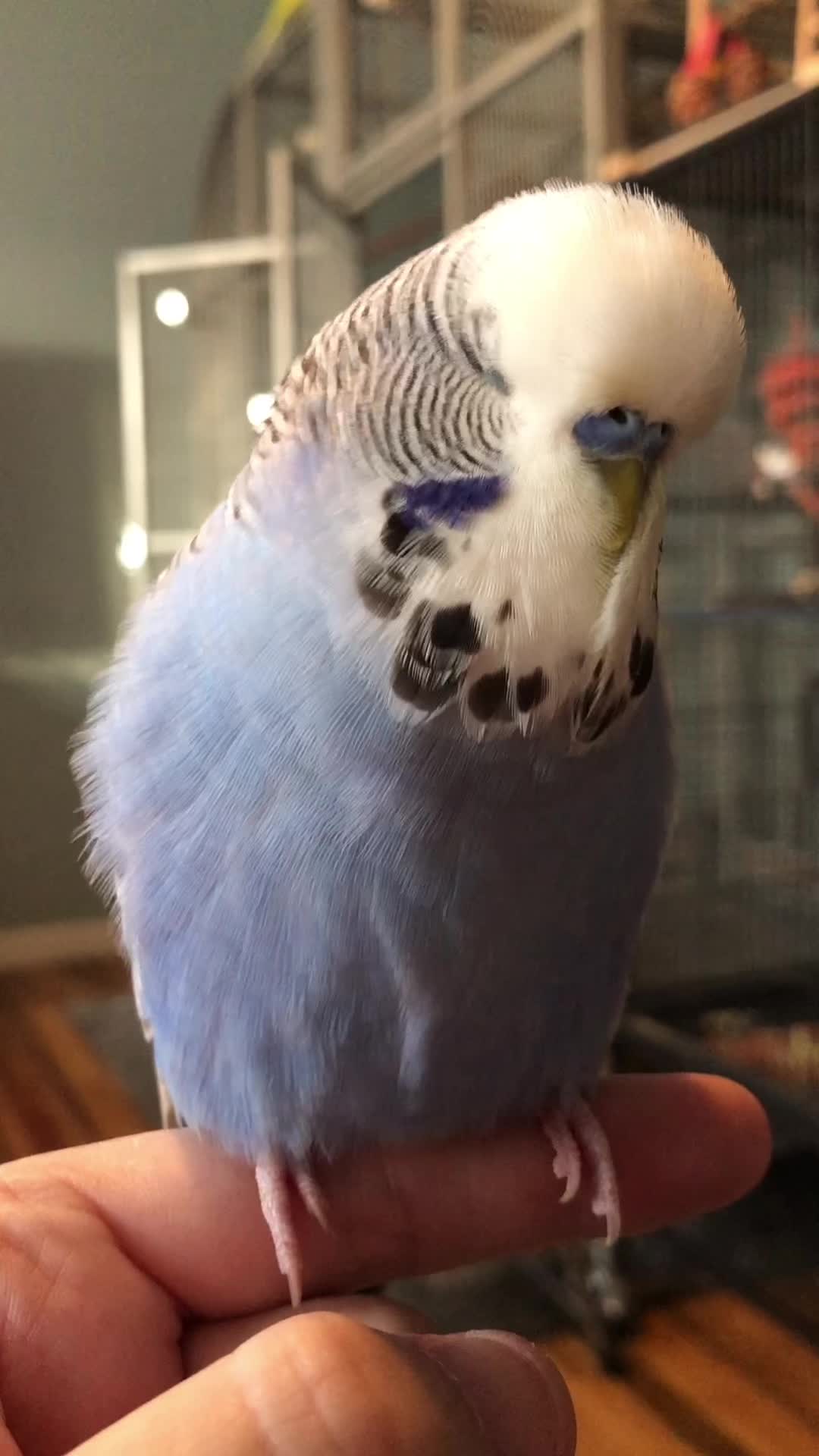 @Rupeedoo