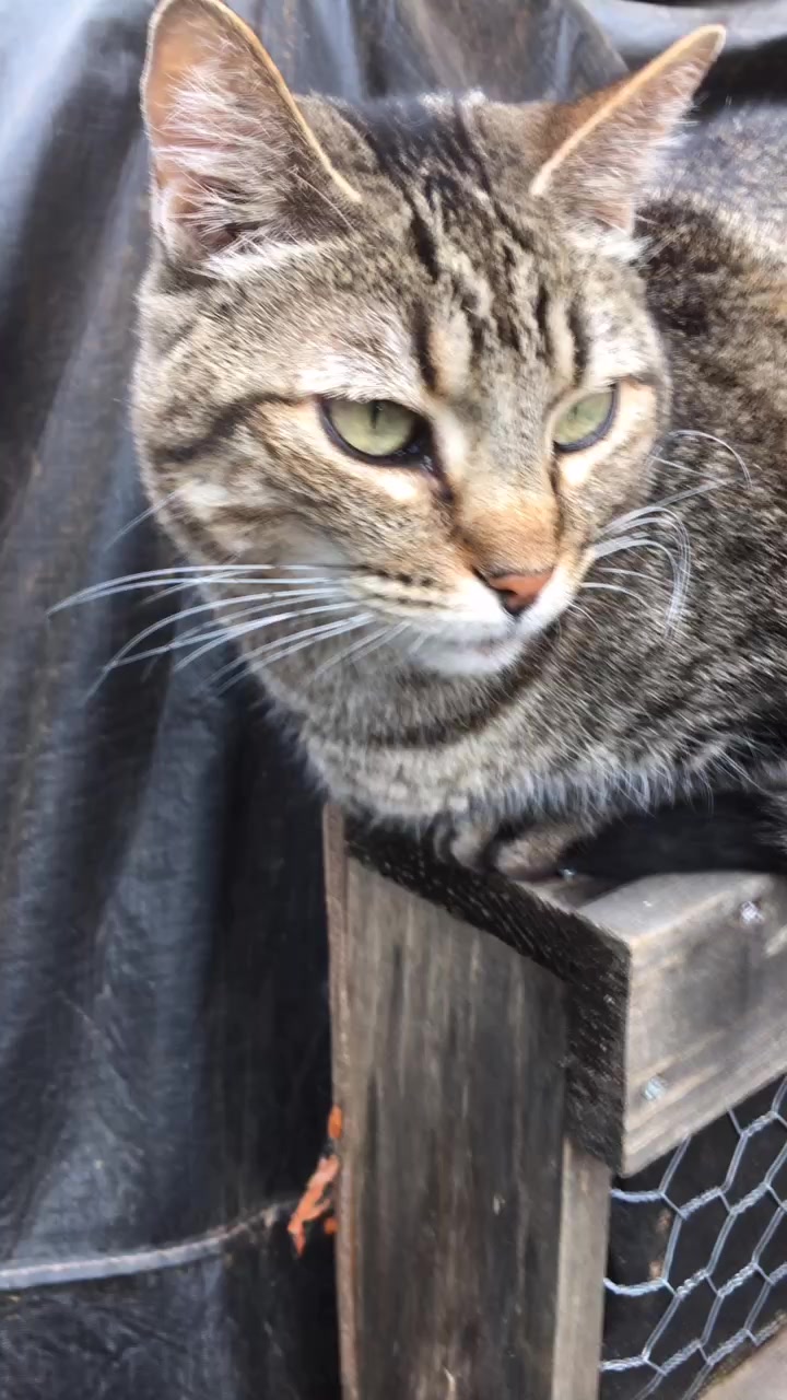@The Pizzacat