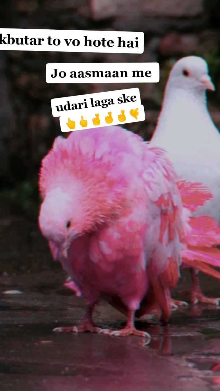 @👈gureshx1