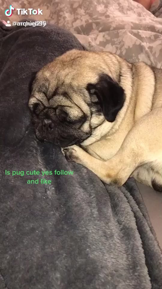 @MR PUG