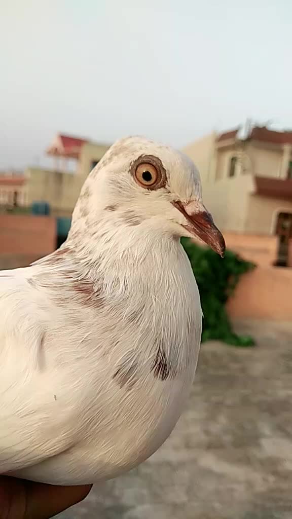 @user62700360440