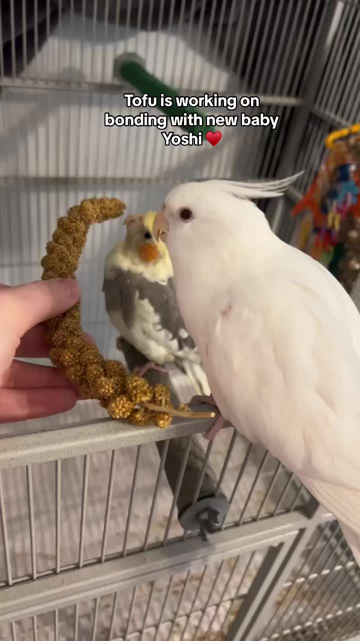 @pups & parrots