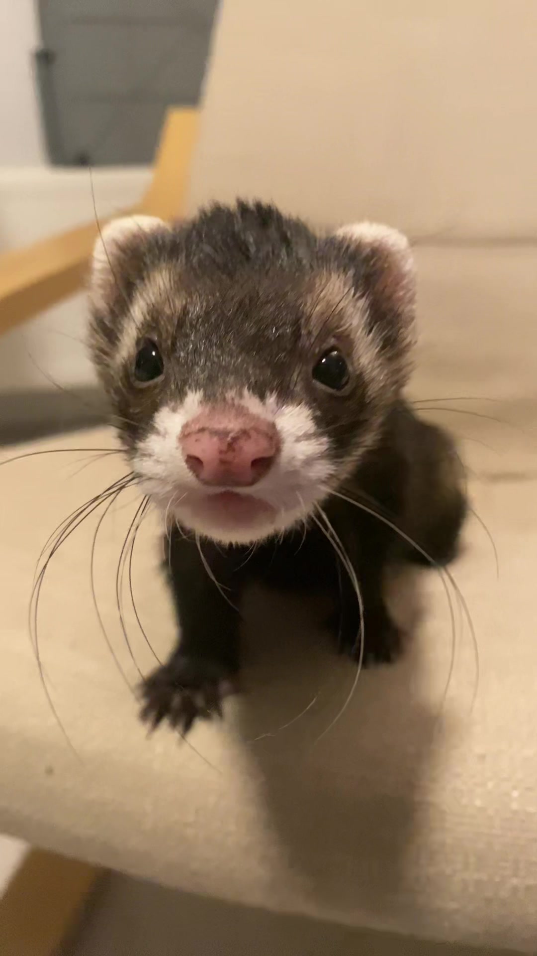 @FerretFiesta