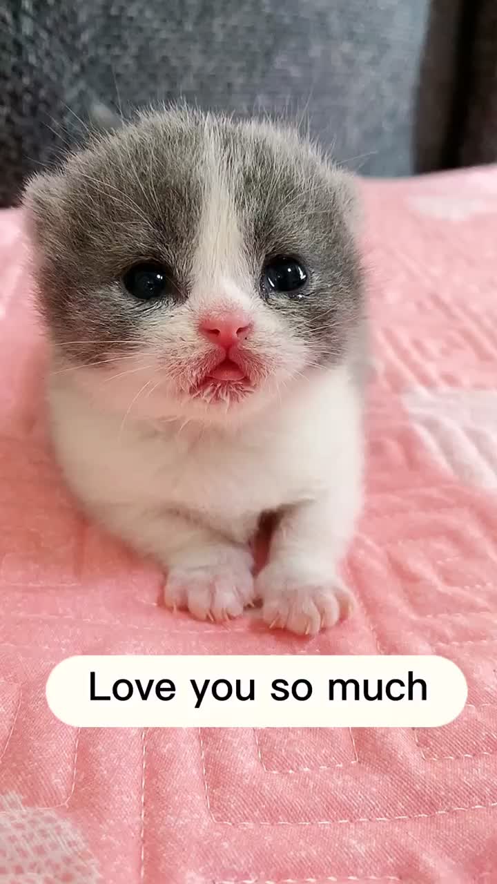 @linyi123450