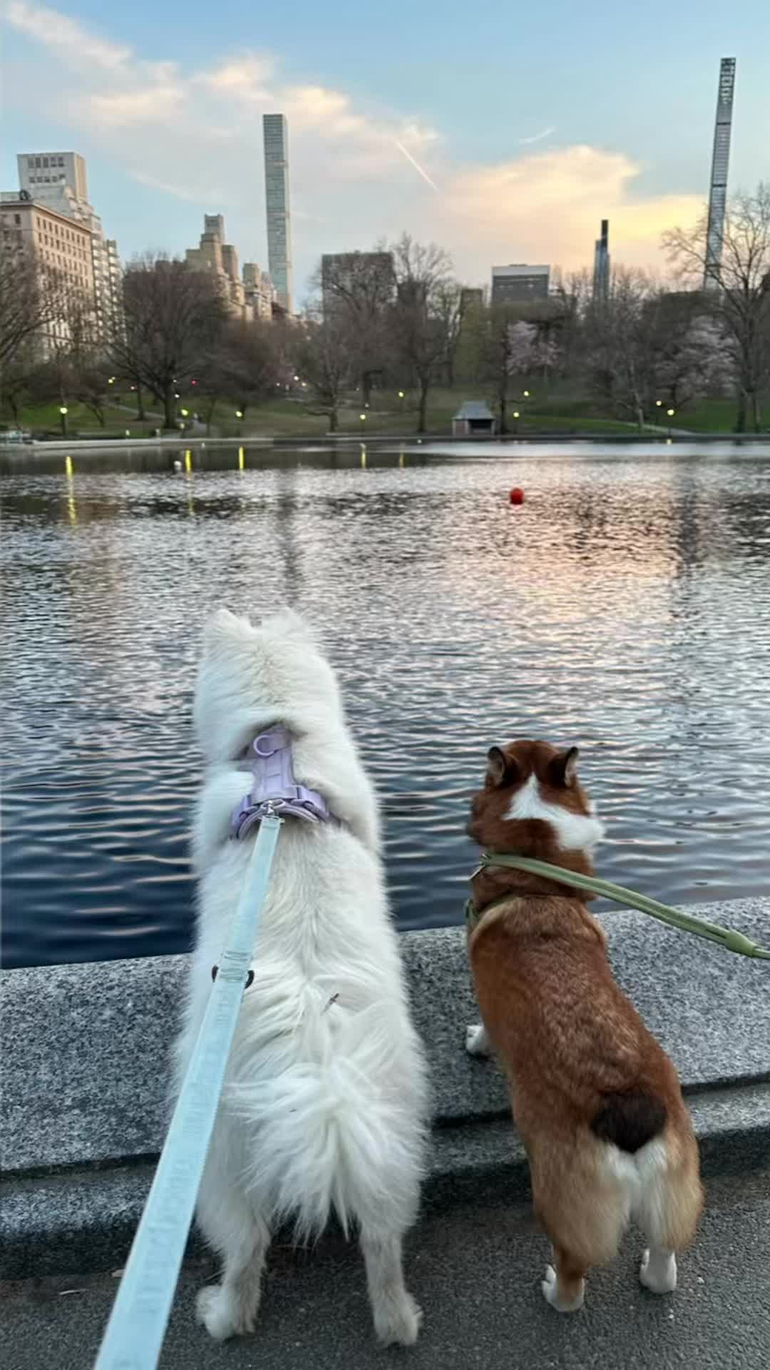 @Ollie The Corgi