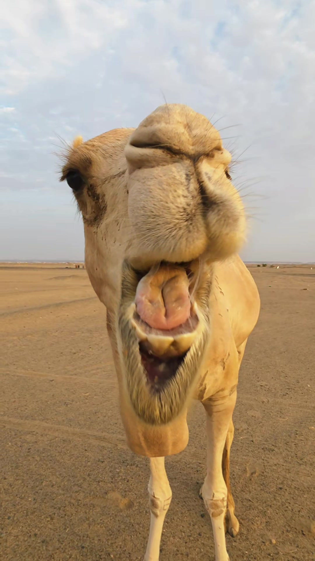 @funny:)animalsbytwins