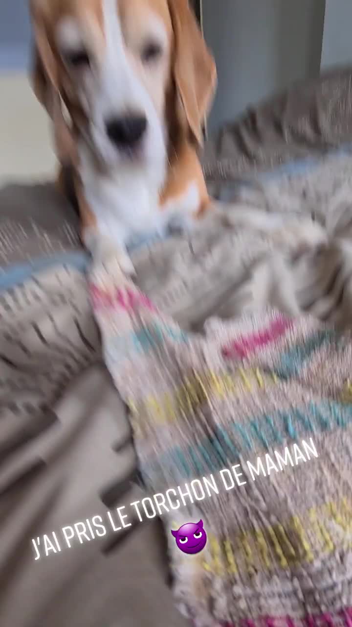 @zeldaline