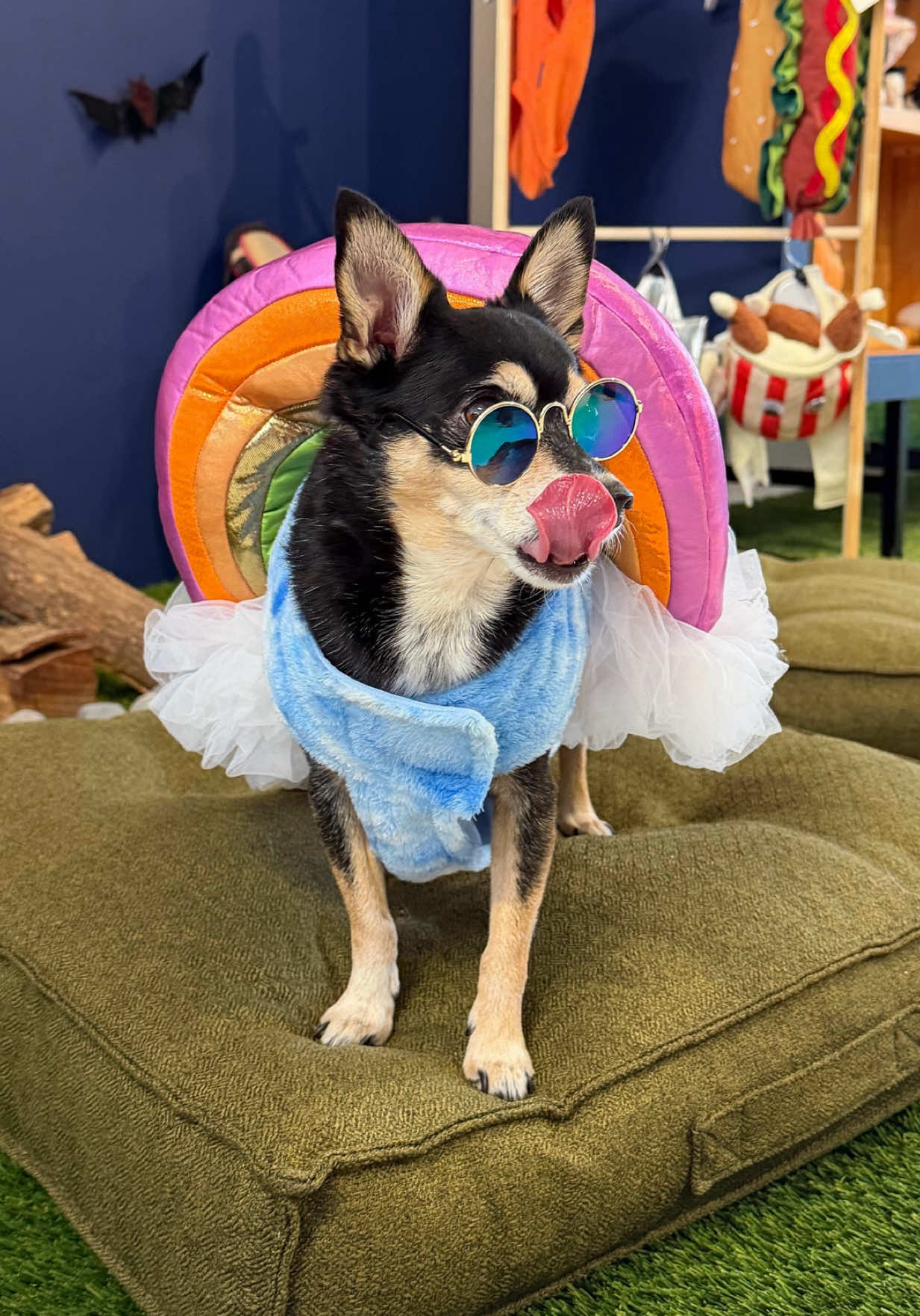 @nycdogadventures