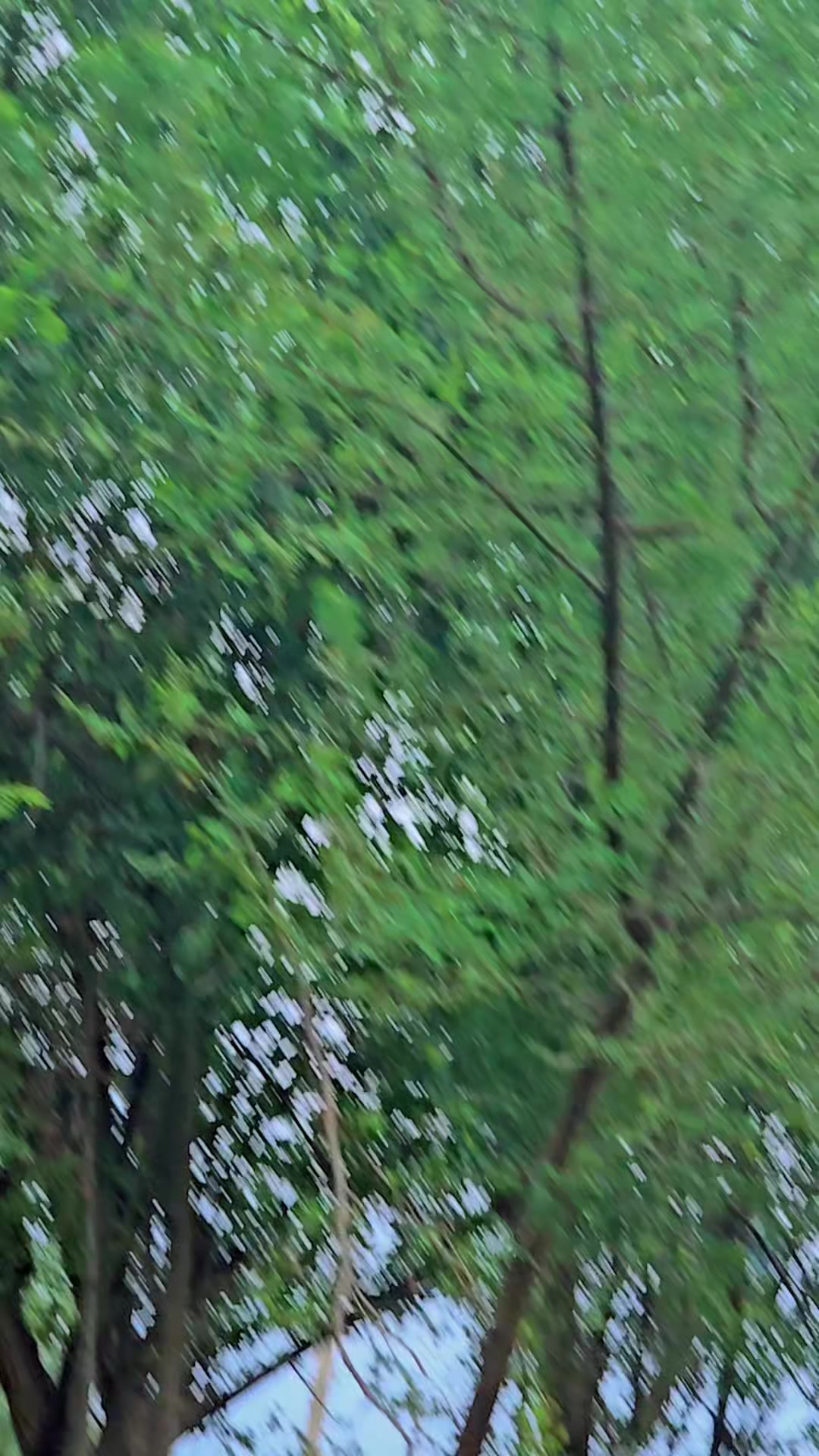 @◥꧁☠︎𝙎𝙔𝘾𝙊☠︎꧂◤