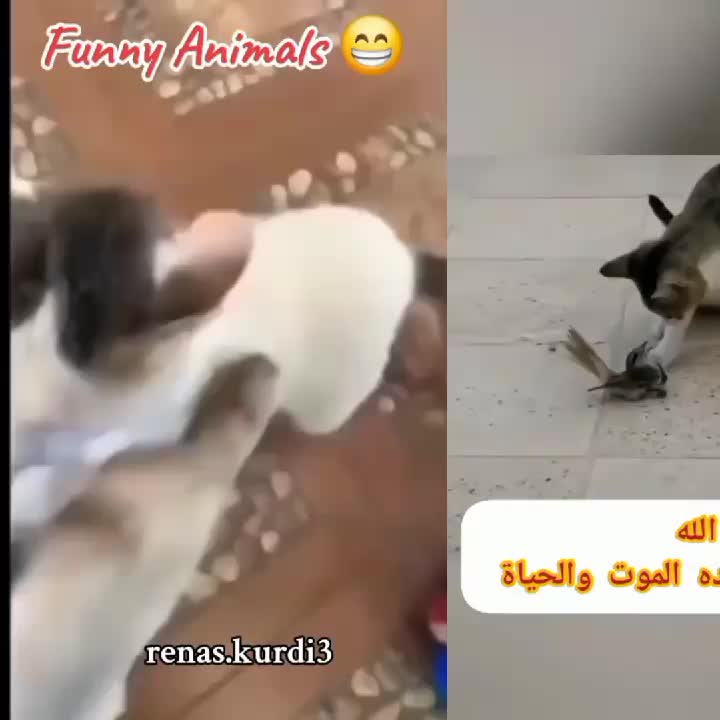 @Rashid Ali Sadhak
