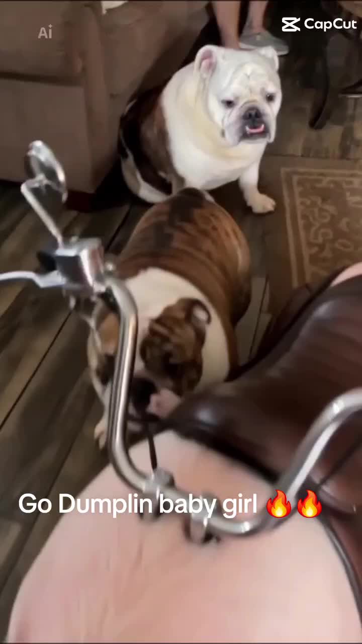 @Dozer & Dumplin❌🐾